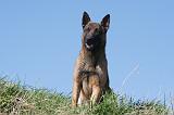 MALINOIS 991